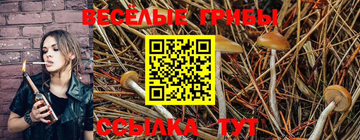 Мичуринск  Галлюциногенные грибы Psilocybe  Вход с VPN 